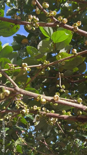 Vertical HD close-up of tropical medlar fruits (nèfles de guadeloupe) growing on a branch in a caribbean garden