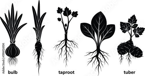 Plant root types illustration showing bulb, taproot and tuber structures, botanical education diagram, black and white vector design, agriculture and biology concept