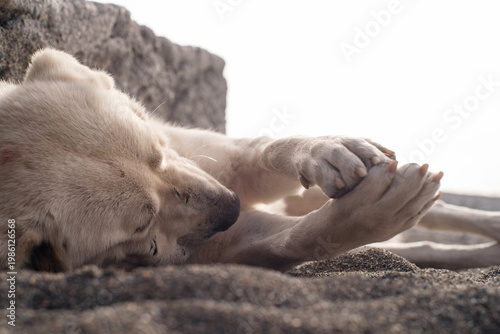 A large white stray dog ​​sleeping on a pebble beach by the sea on a sunny day, close-up, soft selective focus. Stray animals.