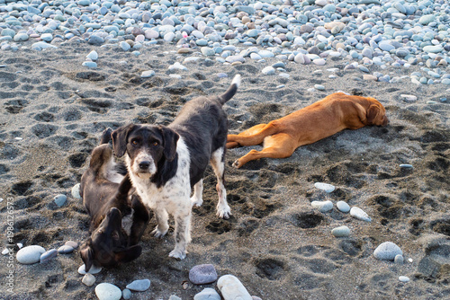 Stray dogs frolic on a pebble beach by the sea at sunset, close-up, soft selective focus. Stray animals.