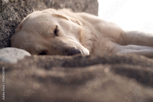 A large white stray dog ​​sleeping on a pebble beach by the sea on a sunny day, close-up, soft selective focus. Stray animals.