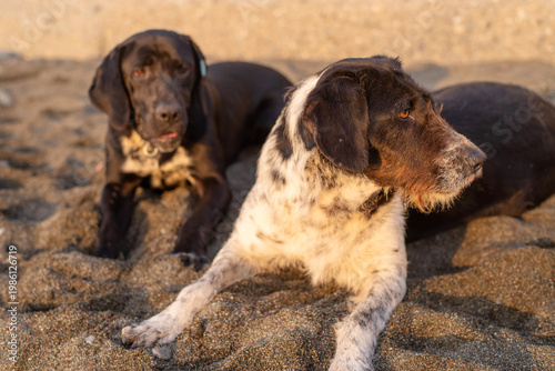 Stray dogs frolic on a pebble beach by the sea at sunset, close-up, soft selective focus. Stray animals.