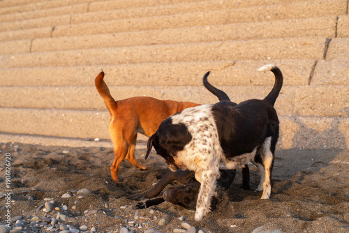 Stray dogs frolic on a pebble beach by the sea at sunset, close-up, soft selective focus. Stray animals.