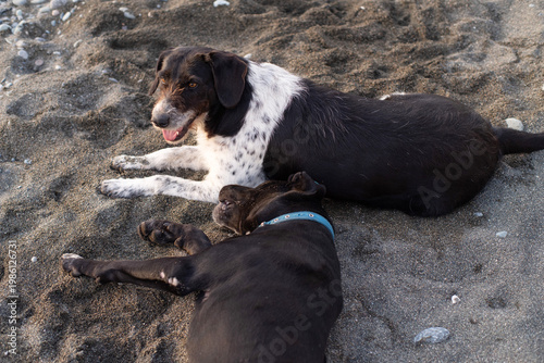 Stray dogs frolic on a pebble beach by the sea at sunset, close-up, soft selective focus. Stray animals.