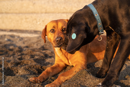 Stray dogs frolic on a pebble beach by the sea at sunset, close-up, soft selective focus. Stray animals.