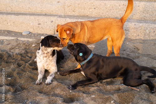 Stray dogs frolic on a pebble beach by the sea at sunset, close-up, soft selective focus. Stray animals.