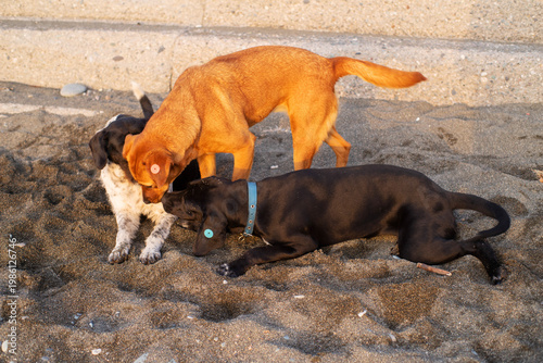 Stray dogs frolic on a pebble beach by the sea at sunset, close-up, soft selective focus. Stray animals.