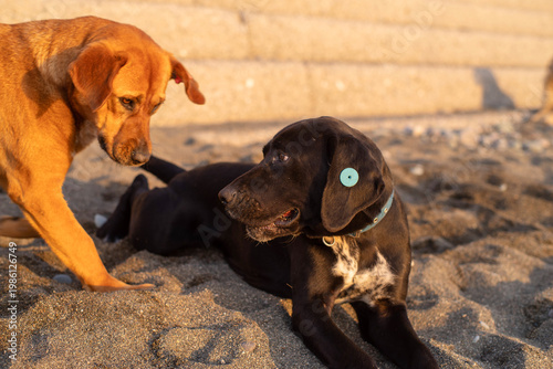 Stray dogs frolic on a pebble beach by the sea at sunset, close-up, soft selective focus. Stray animals.
