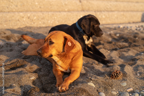 Stray dogs frolic on a pebble beach by the sea at sunset, close-up, soft selective focus. Stray animals.