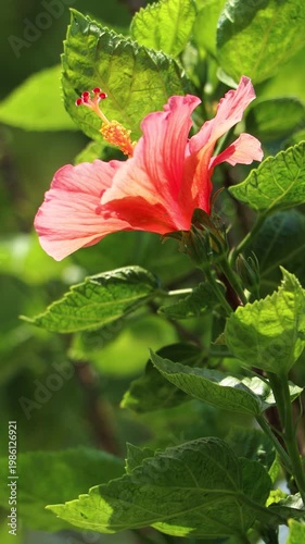 Close up of red Hibiscus rosa-sinensis , Hawaiian hibiscus Flower