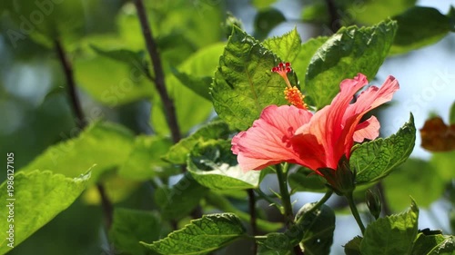 Close up of red Hibiscus rosa-sinensis , Hawaiian hibiscus Flower