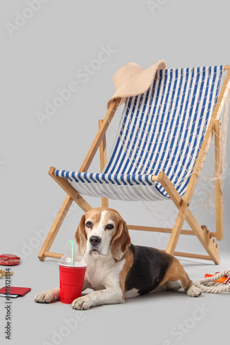 Cute Beagle dog lying with ...
