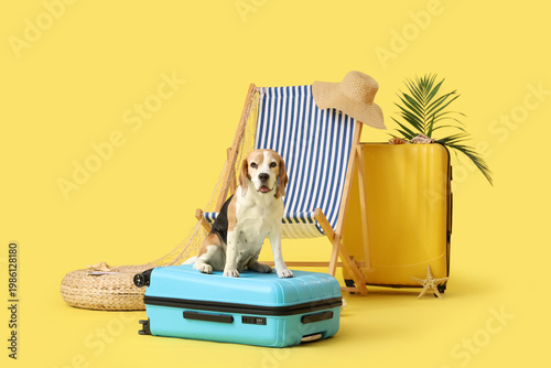 Cute Beagle dog sitting on ...