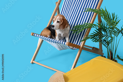 Cute Beagle dog on deck cha...