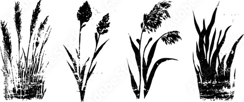 Silhouettes of tall grass and cattail plants isolated on white background, decorative nature elements