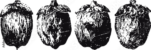 vintage black and white botanical illustration of cacao pods in different shapes and sizes