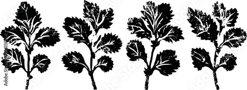 Four black silhouette parsley leaves isolated on white background in different angles and sizes
