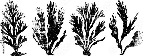 vintage botanical seaweed illustrations set hand drawn black ink algae sketch collection with textures