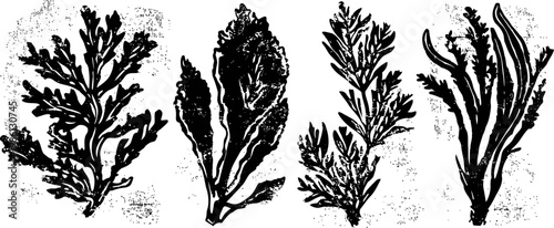 black ink herb illustrations in vintage four different leaf and branch designs botanical sketch collection