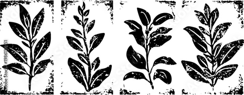 vintage botanical leaf illustrations hand drawn natural plant branches rustic nature art design elements