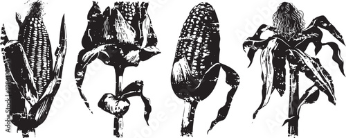 Vintage black and white illustration of corn cobs in various stages of husk removal