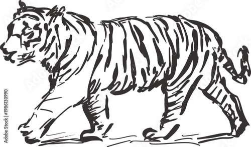 Black and white ink sketch of a walking tiger with bold stripes and detailed fur texture