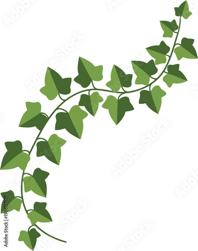 Green ivy vine with leaves on white background green leaves