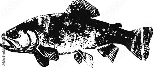 Vintage illustration of a trout fish with distinctive detailed scales and fins in black and white