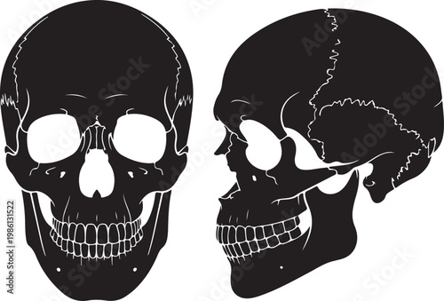 Anatomical illustration of human skull from front and side views
