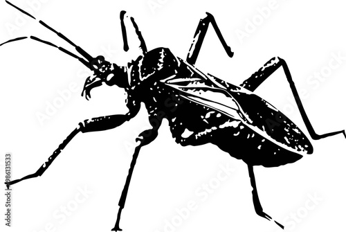 black silhouette of insect with long legs and antennae isolated on white background