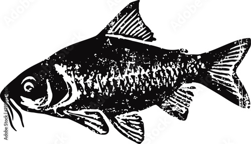 Black carp fish illustration freshwater aquatic animal detailed engraving nature wildlife marine creature sketch