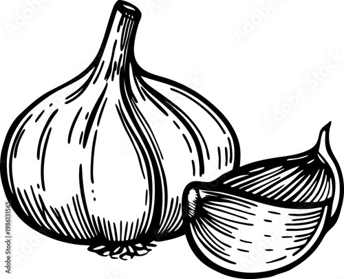 Garlic bulb and clove drawing, hand sketch illustration of seasoning and cooking ingredient