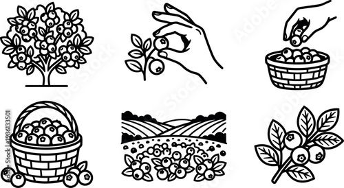 Black and white line art blueberry picking basket branch and farm field illustrations