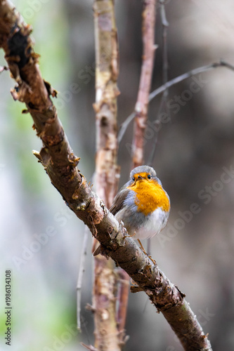 European robin perched on branch in soft woodland light with detailed orange breast portrait, Germany, Augsburg, 15.04.2026
