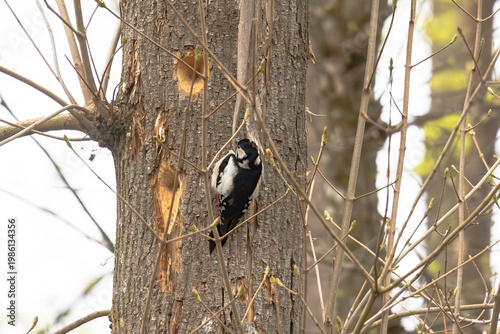 Great spotted woodpecker clinging to tree trunk with visible feeding marks in spring woodland, Germany, Augsburg, 15.04.2026