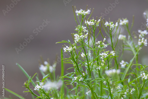 Delicate white hairy bittercress flowers blooming in soft spring light with green background, Germany, Augsburg, 15.04.2026