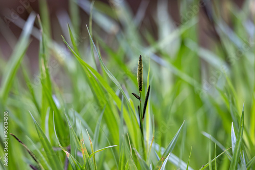 Isolated seed head of marsh grass rising from soft green wetland vegetation background, Germany, Augsburg, 15.04.2026