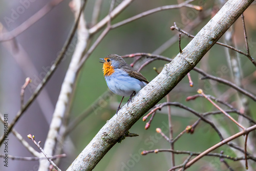 European robin calling from slender branch with soft green background in spring forest, Germany, Augsburg, 15.04.2026