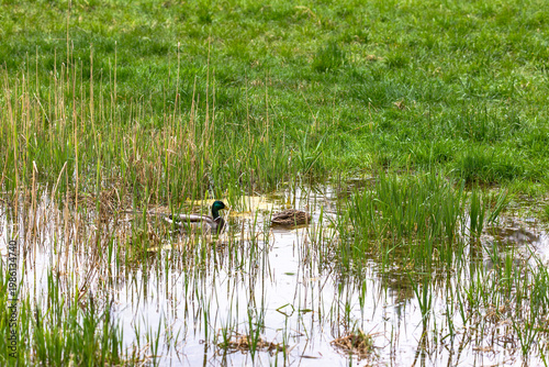 Flooded meadow with pair of mallards resting among reeds and fresh spring grass, Germany, Augsburg, 15.04.2026