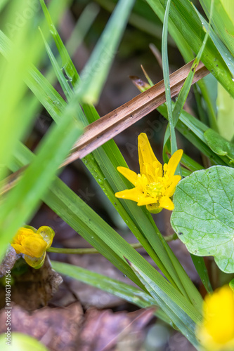 Yellow marsh marigold flower growing in wet grass with water droplets in natural wetland habitat, Germany, Augsburg, 15.04.2026
