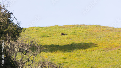 A deer stands among the rolling golden hills and oak woodlands of Santa Barbara County, California, surrounded by the region’s iconic Central Coast landscape.