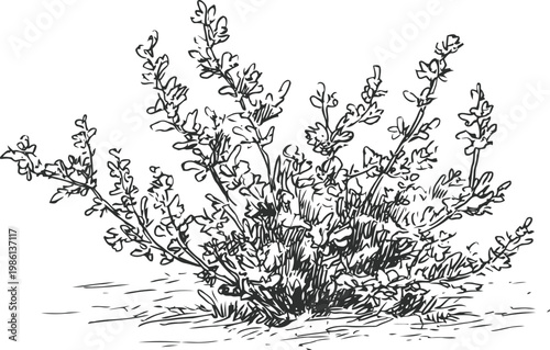 Herbal thyme plant illustration detailed hand drawn thyme bush with leaves and tiny flowers