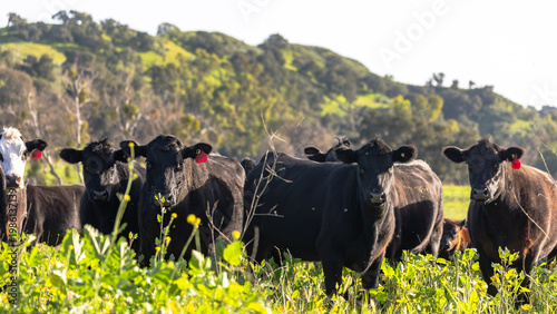 Cattle Grazing on California Pastures, Regenerative Agriculture of the Central Coast, Cattle and Oak Trees