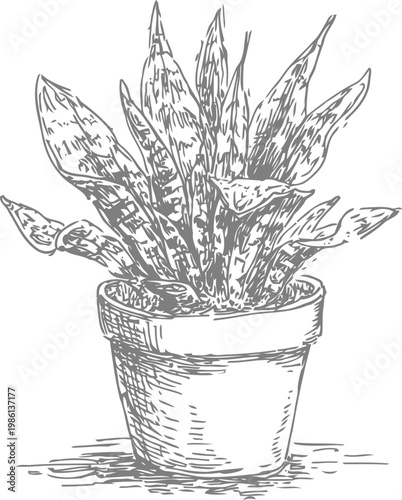 Potted snake plant illustration hand drawn sansevieria in ceramic pot with long leaves sketch