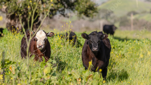Two Baby Calves, Baby Cows, Cows in Open Field