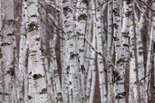 Background of birch tree trunks in springtime