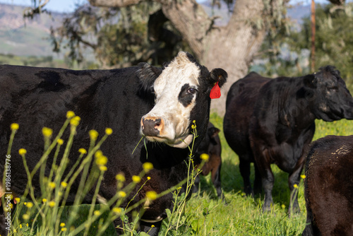 Mother Cow on California Pastures