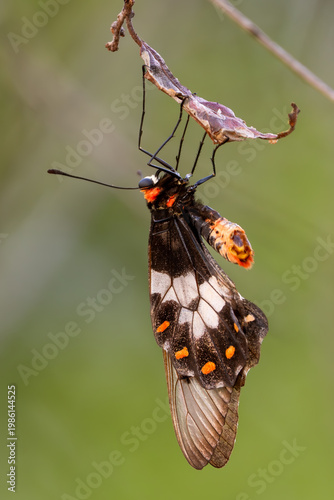 Clearwing Swallowtail - Cressida Cressida, beautiful colored clearwing butterfly native to the forests and woodlands of northern Australia, New Guinea, Maluku, and Timor.