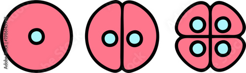 Cell division stage icon