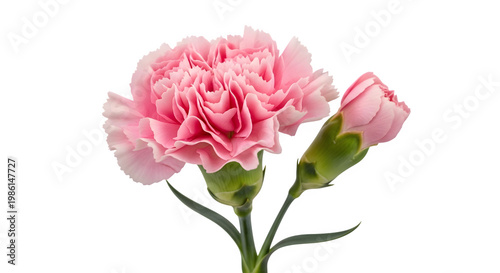 Pink carnation flower with buds isolated on transparent background
